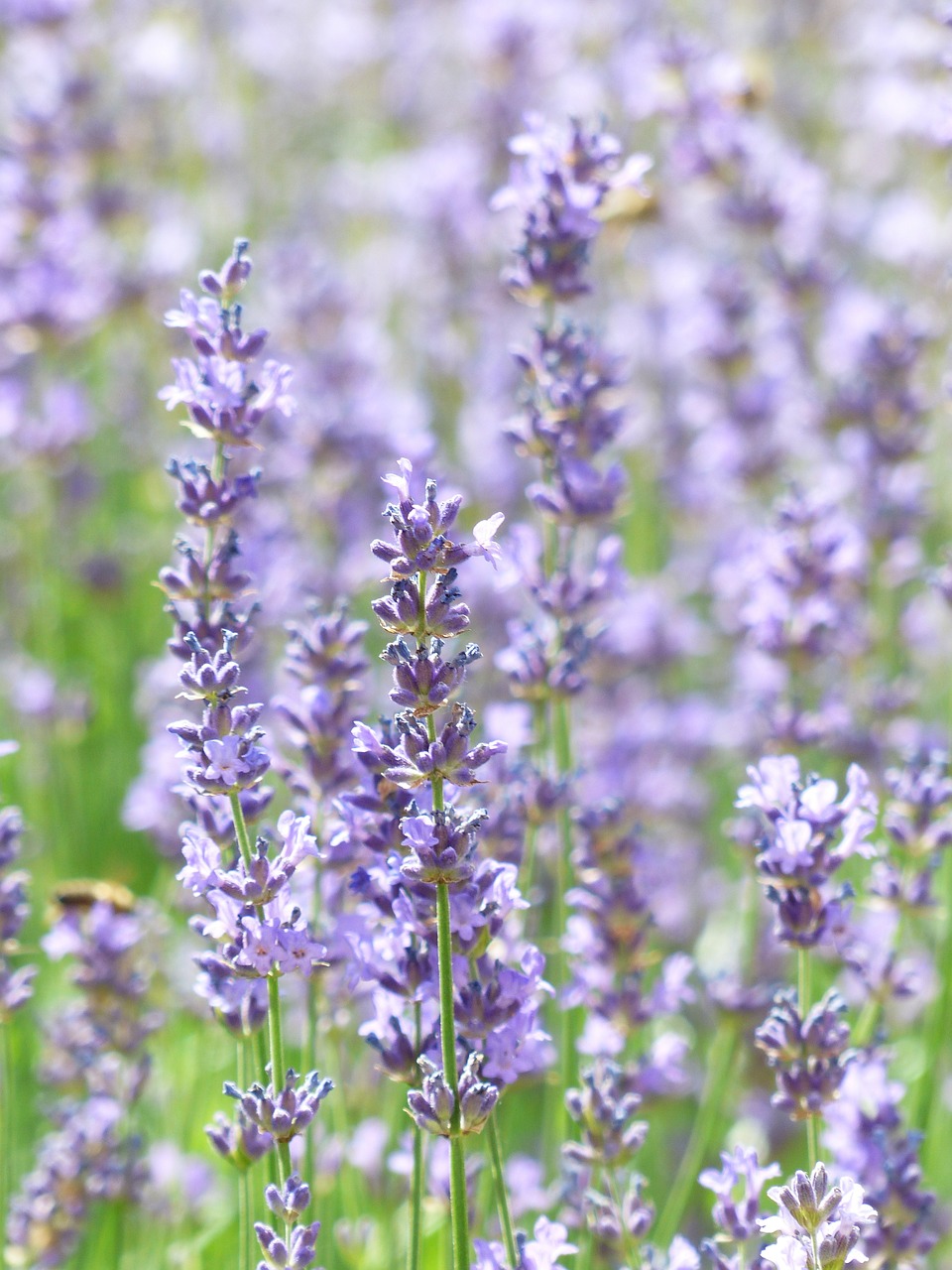 lavender, lavender field, lavender cultivation