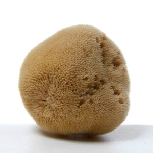 Natural Mediterranean sponge - Medium size - 14cm – Mes Cosmétiques Français