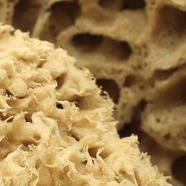 unbleached honeycomb sea sponge details